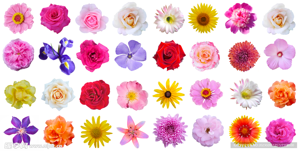 手绘花