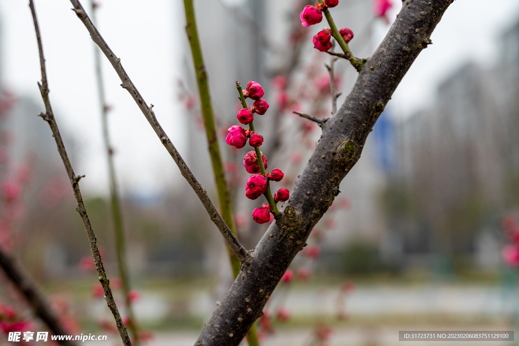  梅花