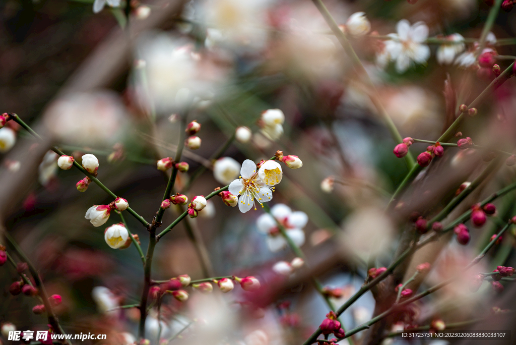 梅花