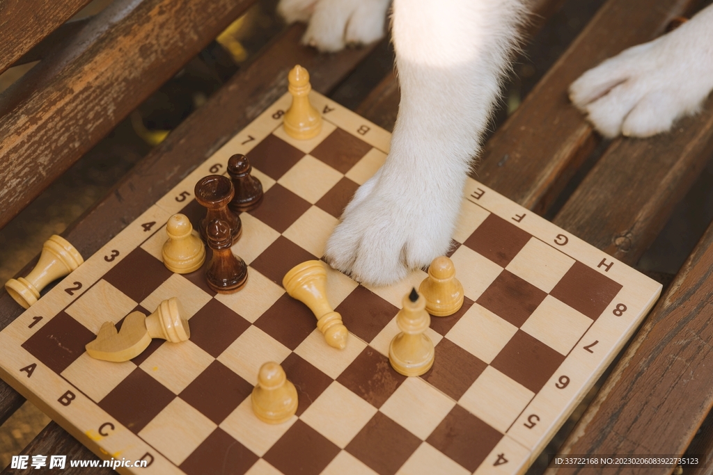 国际象棋