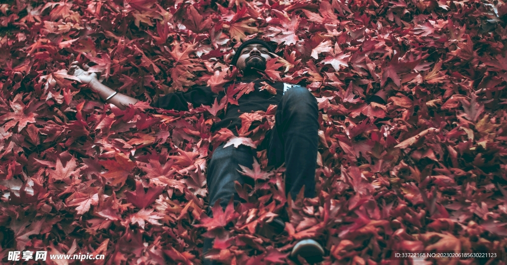 枫叶