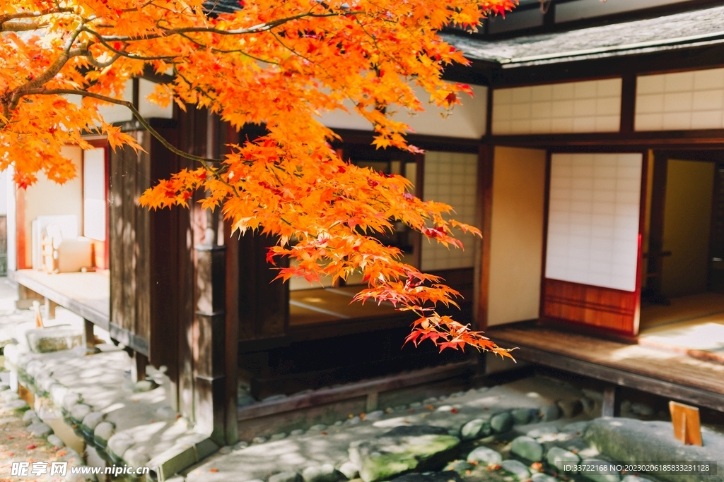 枫叶