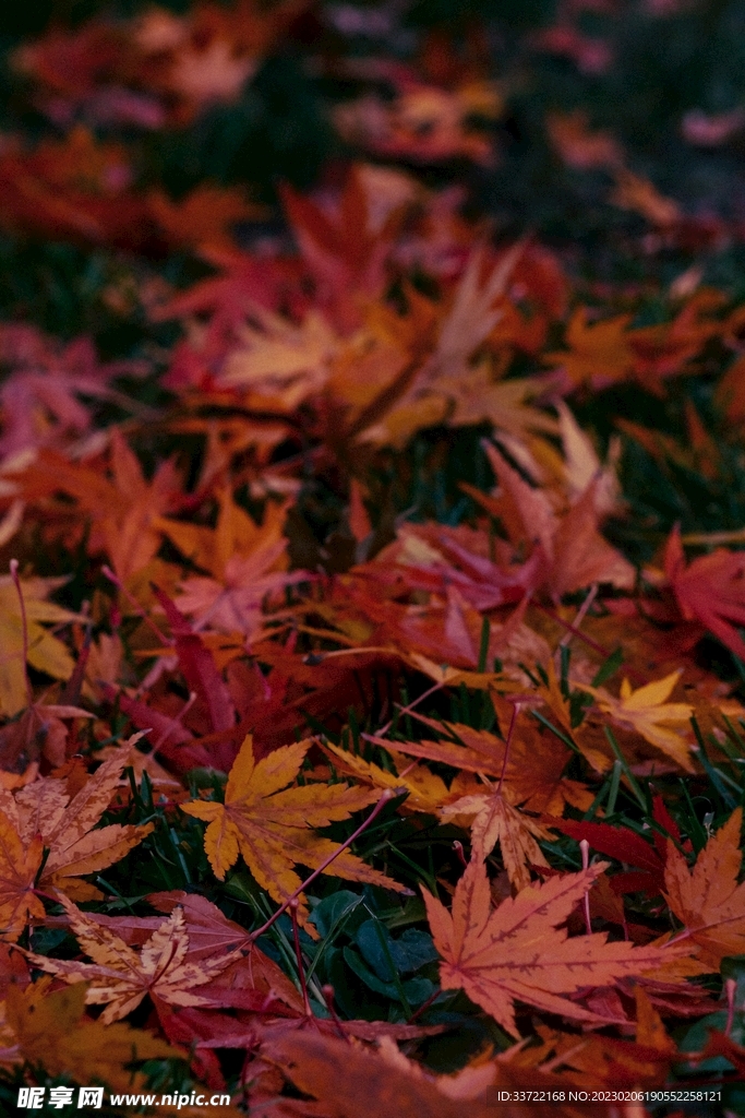 枫叶