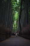 枫叶
