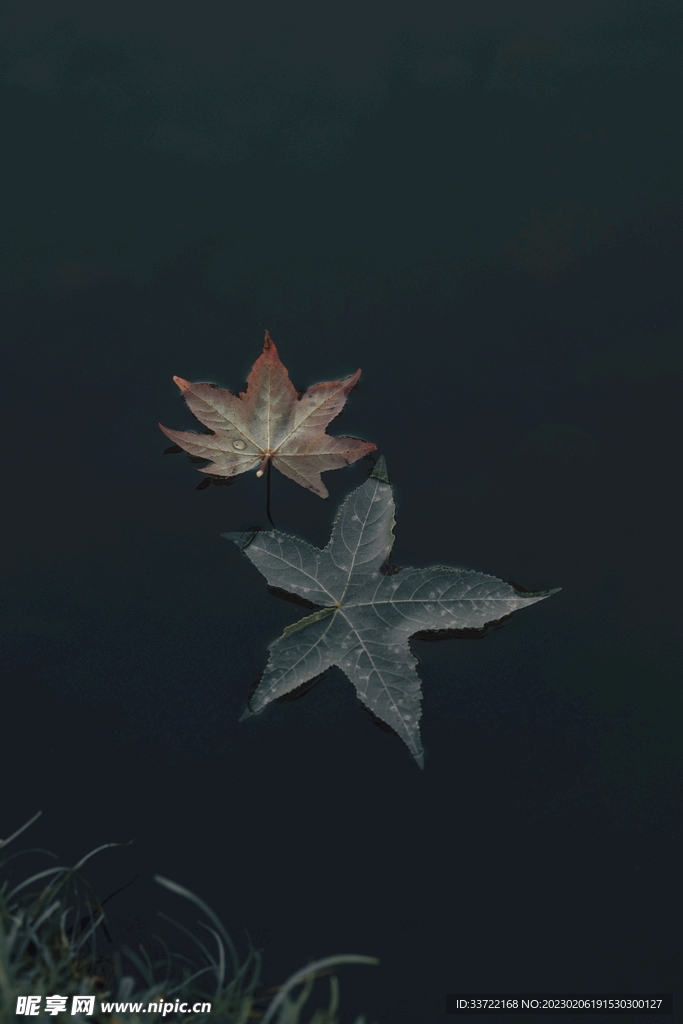 枫叶