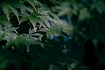 枫叶