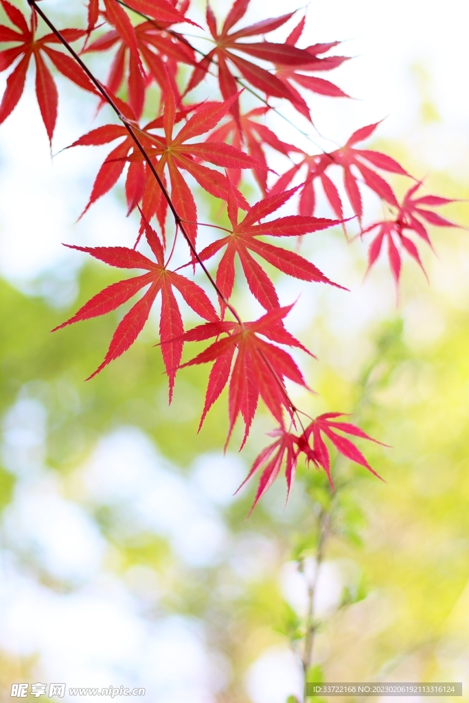 枫叶