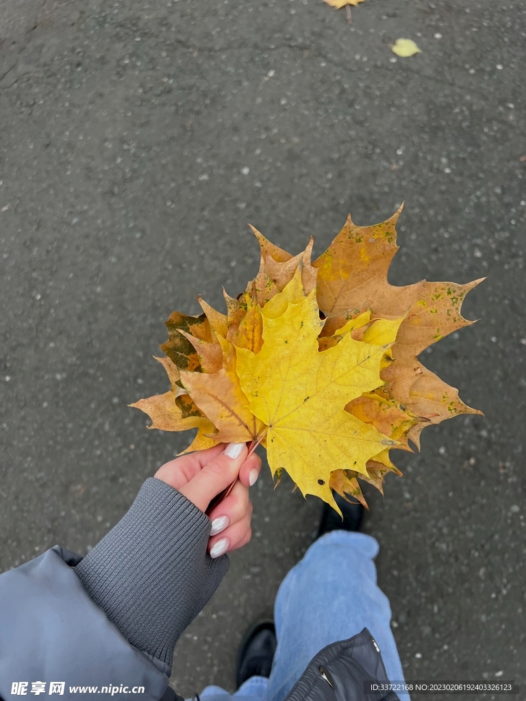 枫叶