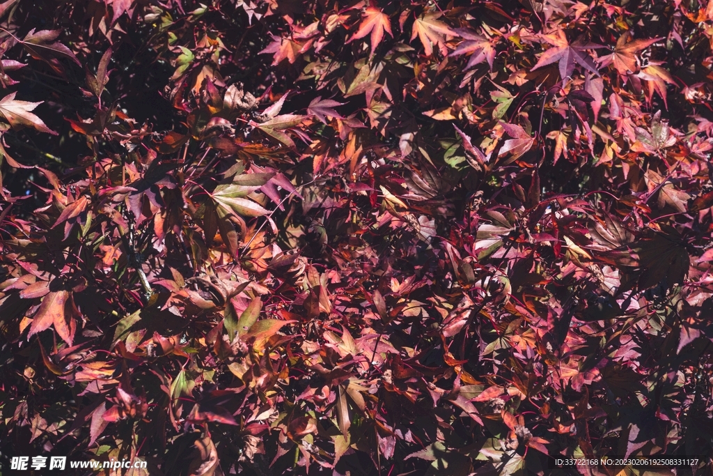 枫叶