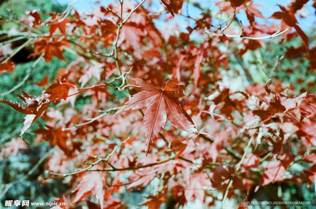 枫叶