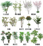 地被开花植物图片