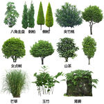 地被开花植物图片