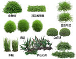 地被开花植物图片