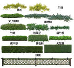 地被开花植物图片