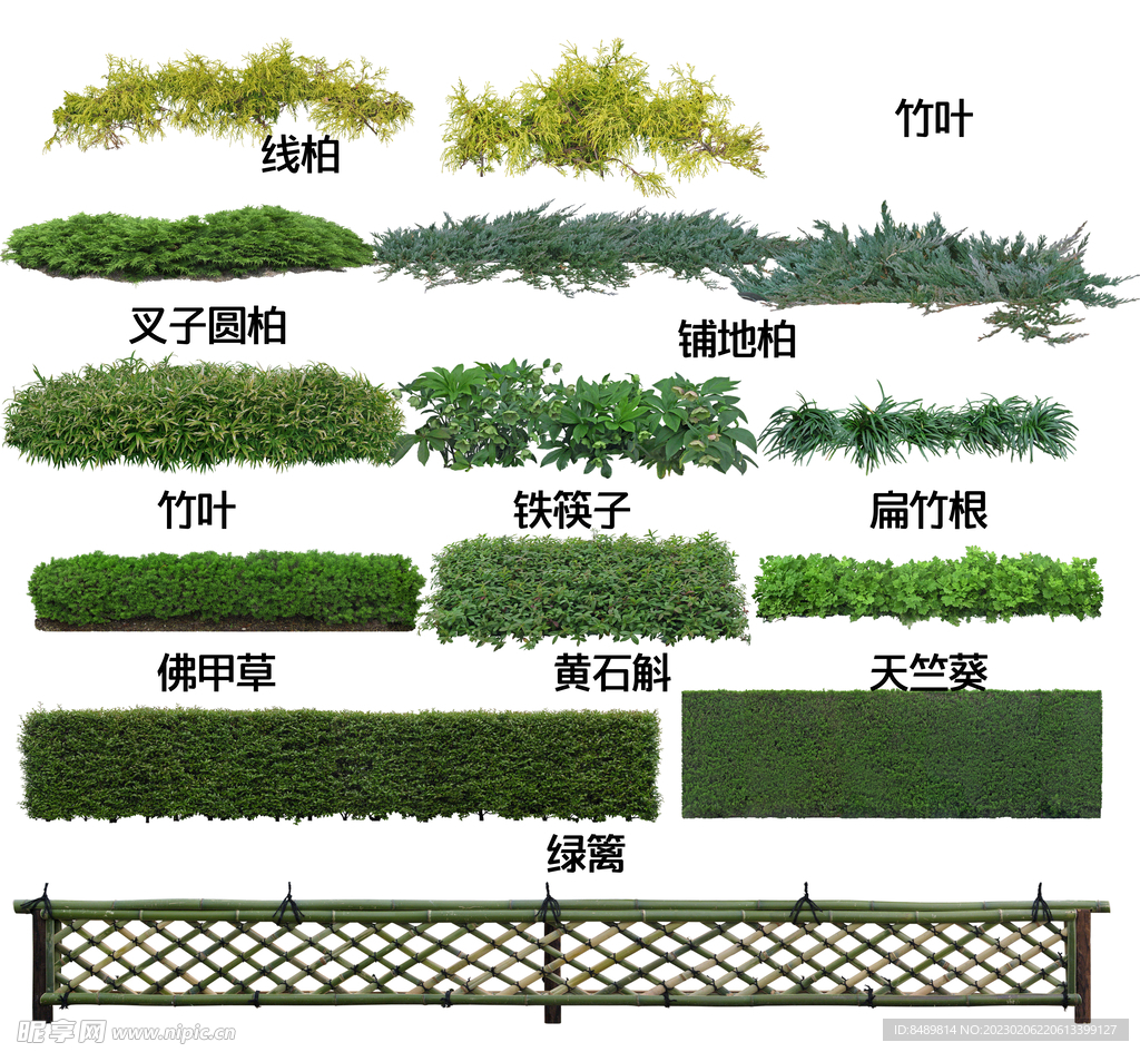 地被开花植物图片