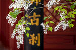 戒台寺·古刹春意