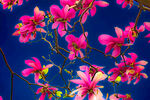 玉兰花