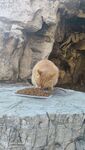 流浪猫