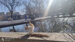 流浪猫