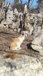 流浪猫