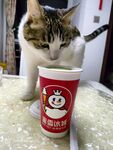 猫和奶茶