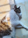 猫：我错了