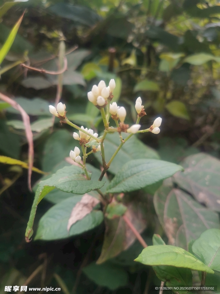 花蕾