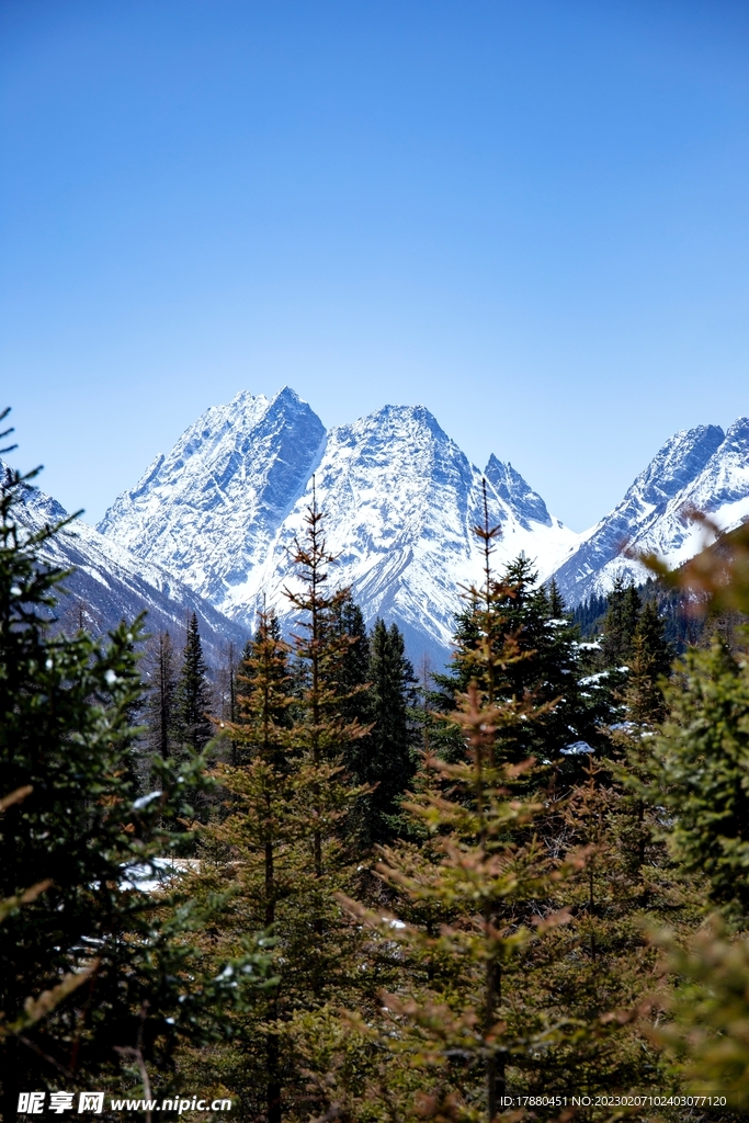 山林