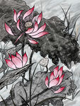 荷花插画         