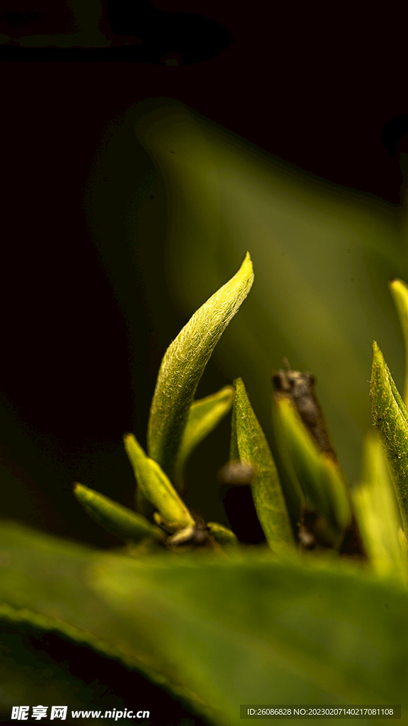 春季茶树抽芽照片