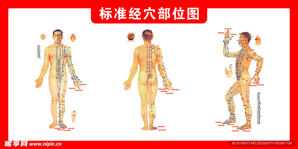 标准经穴部位图