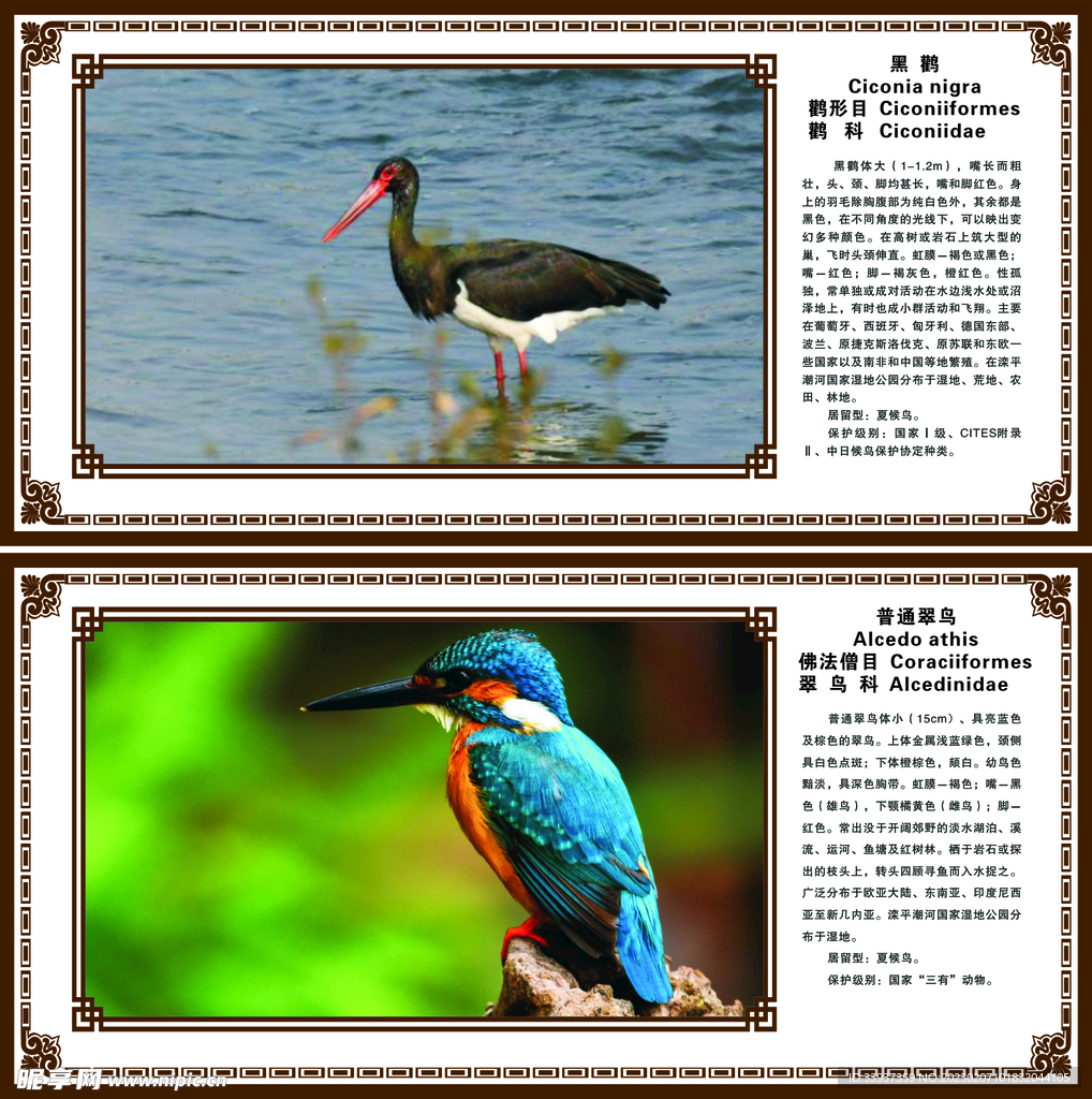 鸟类