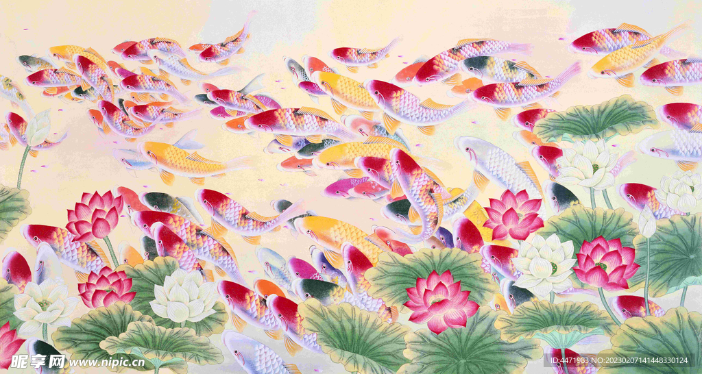 荷花鲤鱼