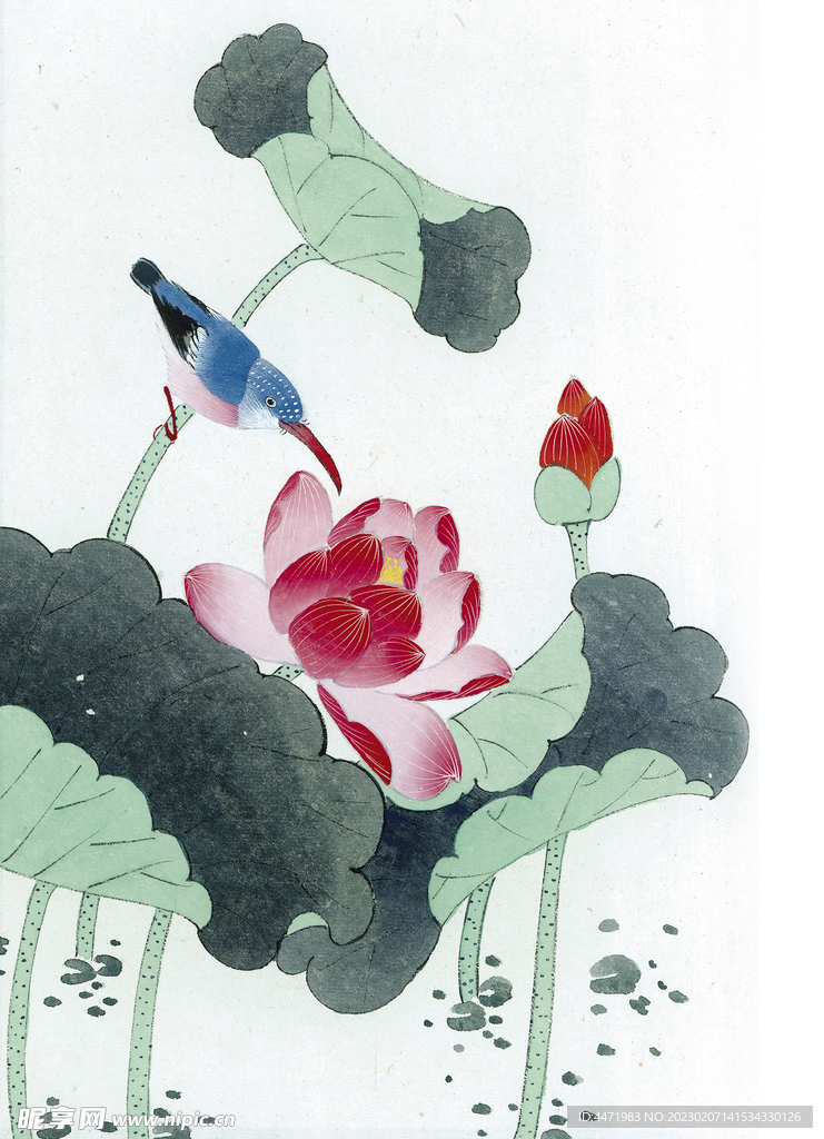 荷花