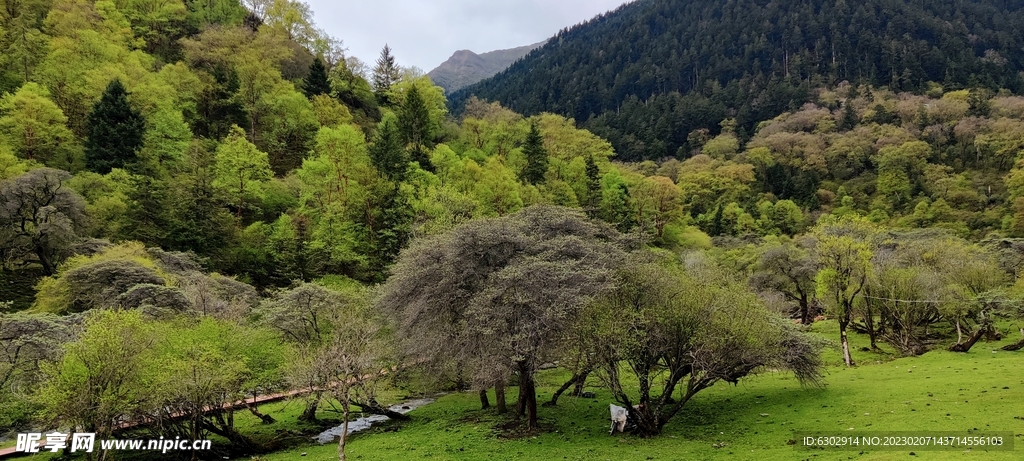 折多山观景台蓝天白云高原雪山草