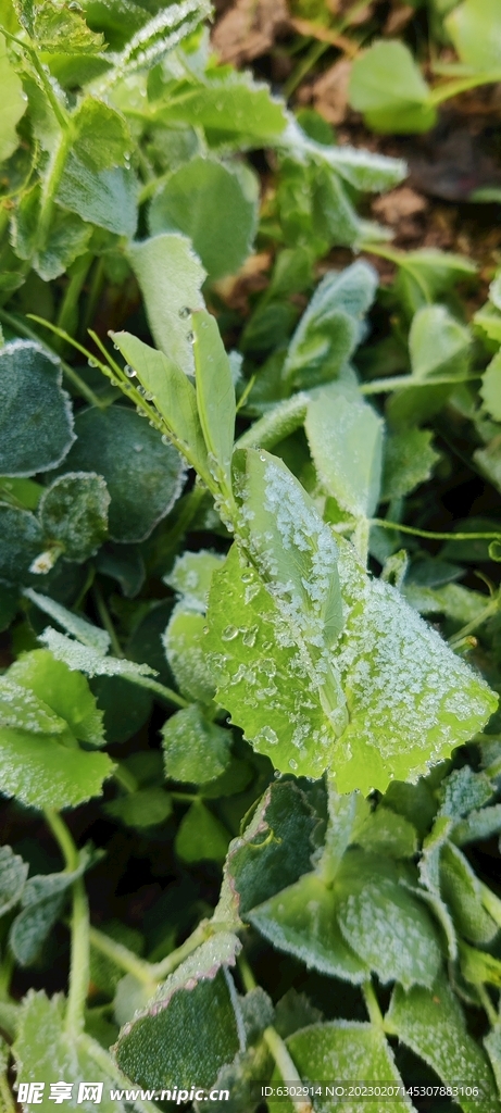 豌豆尖 蔬菜 草 植物 雪豌豆