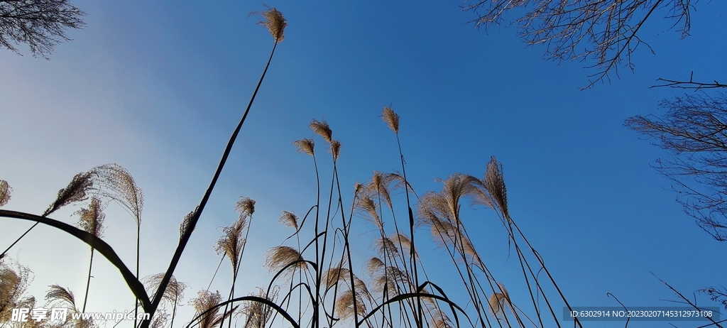 芦苇 植物 天空 蓝天白云