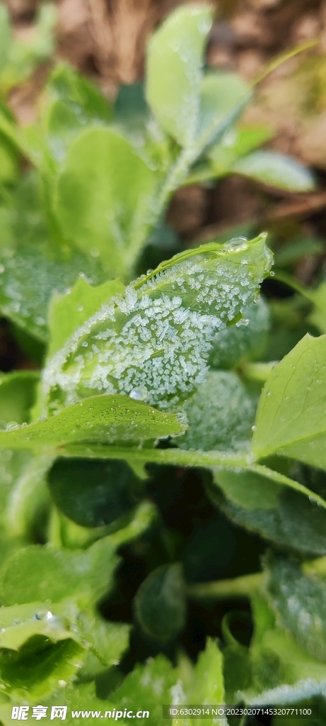 豌豆尖 蔬菜 草 植物