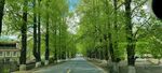 树荫沥青公路大树木