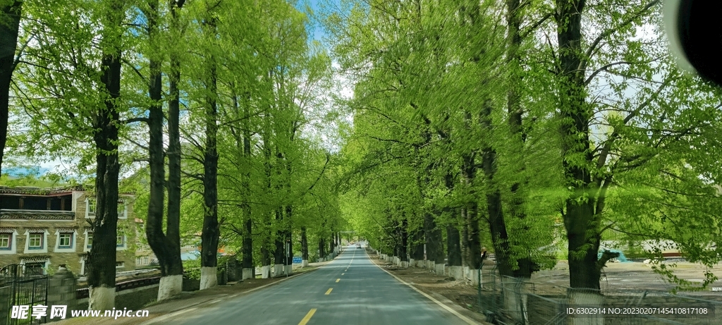 树荫沥青公路大树木