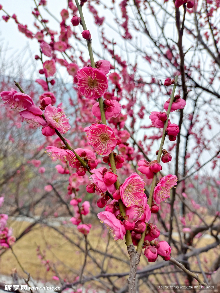 桃花梅花