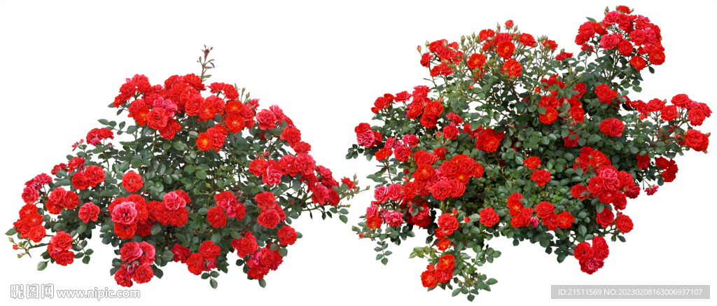 月季花