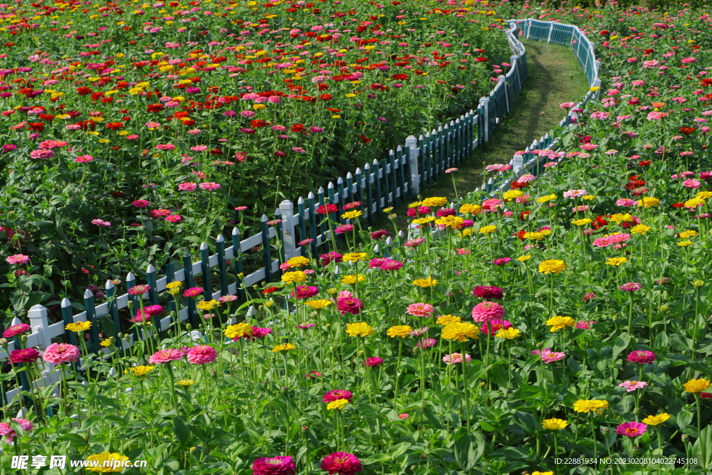 百日菊