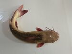 东江鲶鱼  