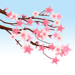  桃花 