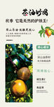 山茶油 