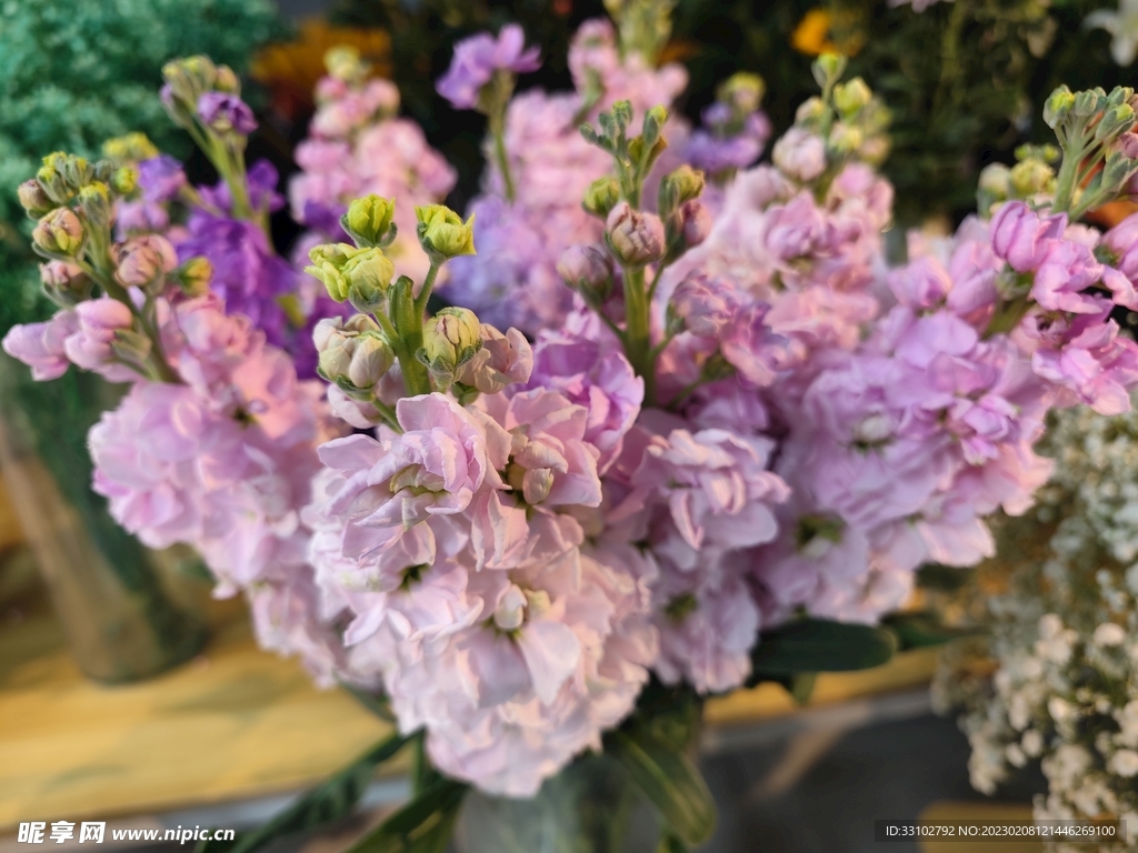 紫罗兰花束