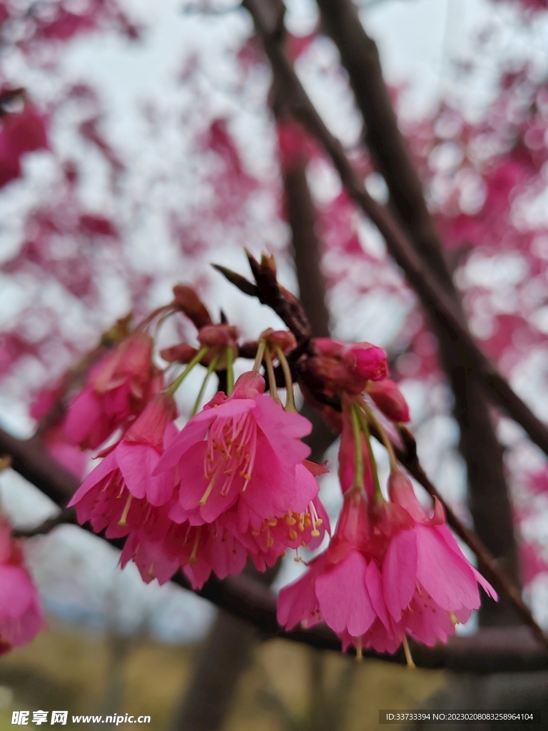 樱花 