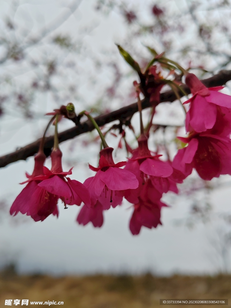 樱花 