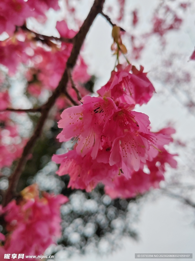 樱花 